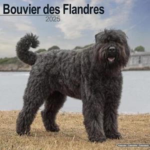 BOUVIER DES FLANDRES - CALENDARIO 2025 - NUEVO - 603208 - Imagen 1 de 2