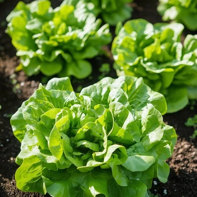Lettuce Seeds, Buttercrunch Heirloom, Non-GMO, Heat Tolerant, Free Shipping - Image 1 of 2