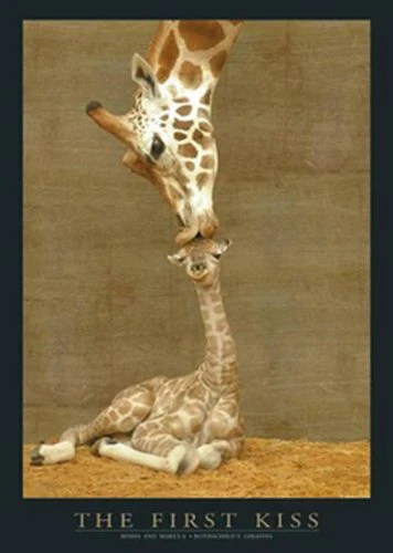 Mini Poster First Kiss Giraffe Makulu - Image 1 of 1