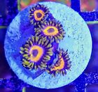 JF Jungle Juice ZOA ZOANTHID- 4 POLYPS WYSIWYG LIVE CORAL Frag - SOFT CORAL