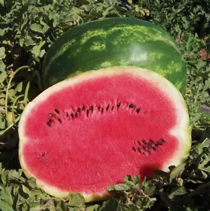 red juicy watermelon : true breed tropical fruit seeds - Picture 1 of 2