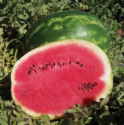 red juicy watermelon : true breed tropical fruit seeds - Image 1 of 2