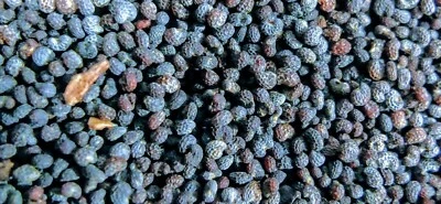 BEST 1LB 1 Pound Premium Finest Poppy Seeds Original Fresh Harvest