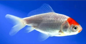 SALE! THICK BODY AAA-GRADE 4" SCARLET RED CAP SNOW WHITE WAKIN +FREE S&H - Picture 1 of 3