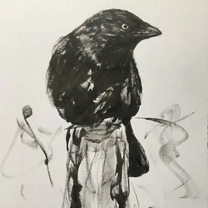 Original signed Ink sketch drawing painting of a Jackdaw Crow A3 approx. - Picture 1 of 10