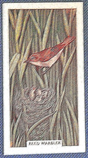 REED WARBLER & NEST    Vintage  1961  Illustrated Card   QC28M