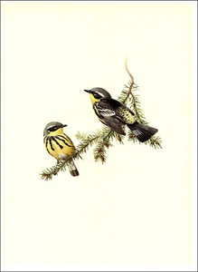 1966 Vintage Print Magnolia Warbler Bird Birds Ontario Canada American Art - Picture 1 of 3