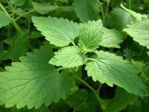 1/2 oz Catnip Seeds, Heirloom Herb Seed, Bulk Seeds, Medicinal Herb, 21,000 ct - Picture 1 of 1