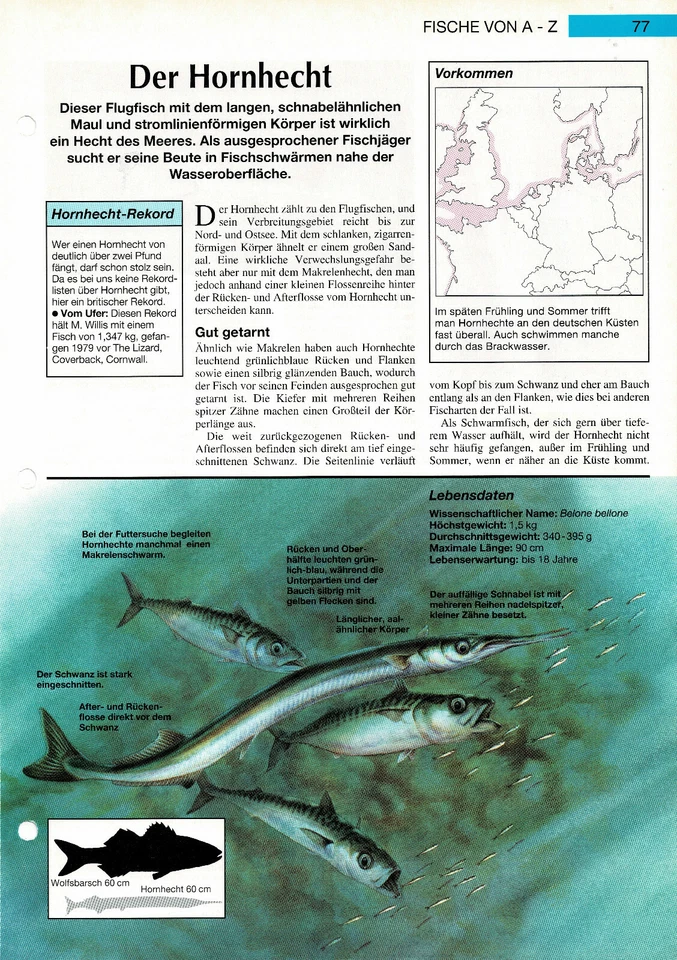 The Horn Pike Info Card - Image 1 of 1