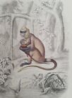 Original Antique 1830 Hand-Colored PRINT/ PLATE ~ Primate With Baby 