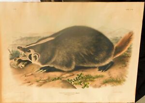 Audubon original large "American Badger" color lithograph