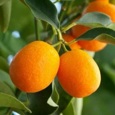 SWEET MEIWA KUMQUAT CITRUS TREE - 2”To 5”Seedlings - Live Plant -4”- Potted - Image 1 of 4