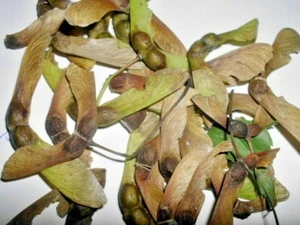 15 CHINESE MAPLE SEEEDS - Acer robustum ( rare tree ) - Picture 1 of 7