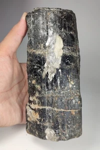 1680-gm Black Tourmaline (Schorl) Large Size Crystal with Feldspar & Mica - Pak. - Picture 1 of 8
