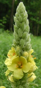 Riesenblume für Schmetterlinge/ Königskerze bis 3 Meter - Bild 1 von 1
