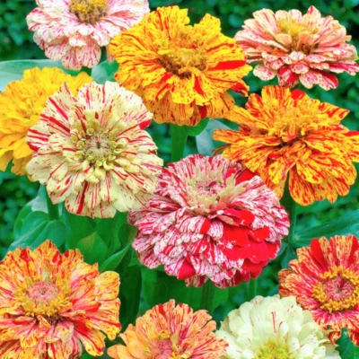 Zinnia CANDY 条纹传家宝双花带条纹美国非转基因 100 种子 — 第 1/4 张图片