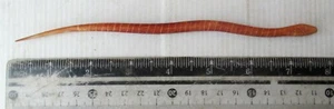 Old Nagaland Stammesknochen Haarnadel Schlange Design HANDGEFERTIGT - Bild 1 von 2