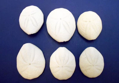 12 Beautiful White Puffer Sea Biscuits Shell Sand Dollar Beach Crafts Nautical. - Image 1 of 4