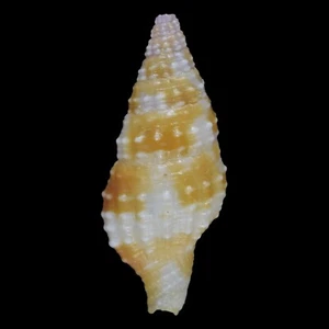 PRODOTIA IOSTOMA (Olango Isl., Philippines) 13.4mm #20959 - Picture 1 of 3