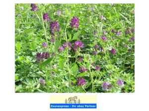 13,40€/kg 1000gr Beutel Luzerne ewiger Klee Futterluzerne - Bild 1 von 1