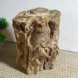 1692g Natural Wood Fossil Slice Specimens Reiki Healing - Madagascar - Picture 1 of 12