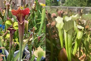 2024 Sarracenia Seed: Ahlesii (PF) x White Knight - Picture 1 of 7