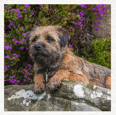 MOONLAKE FABRICS LTD Hund-Border Terrier Stoff Handwerk Paneele in 100 % Baumwolle oder Polyester