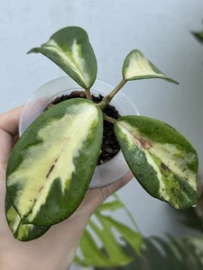 Hoya Diversifolia Maharani Variegated🌟~Very Rare~Established Indoor Plant 🌿 - Picture 1 of 11