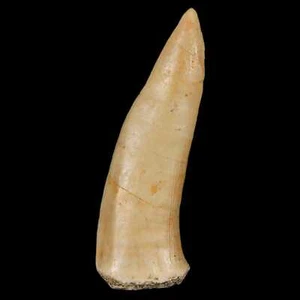 Colmillo fósil de arenque dentado de sable de 1,9" Enchodus Libycus Cretácico soporte de certificado de autenticidad - Imagen 1 de 9
