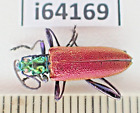 i64169. Oedemeridae sp. Vietnam North