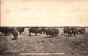 Cartolina Vecchi Monarchi delle Pianure Bisonte Americano Non Spedita Albertype - Foto 1 di 3