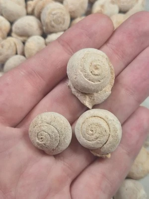 Versteinerte Schnecke 500 Gramm Lot, Großhandel Sammlung Geschenk Kinder Sammler - Bild 1 von 4