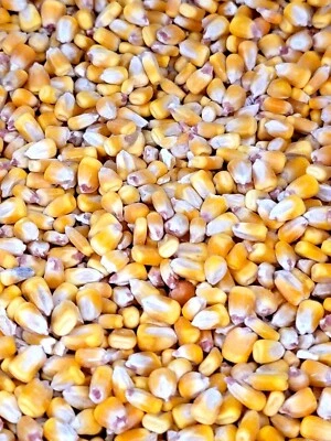 WISCONSIN BRAND Whole Corn Raw Cleaned Animal Feed Arts Crafts Squirrel Birds Chicken Animal USA