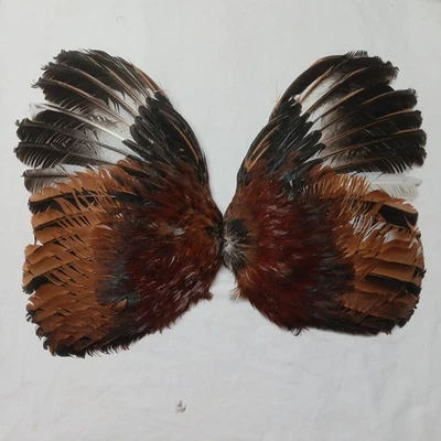 Alas de gallo utilería multicolor rarezas coleccionista decoración taxidermia atar moscas Foto 1 de 4