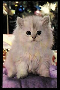 c1960 vintage chrome lil' button eyes white kitten cat postcard - Picture 1 of 1