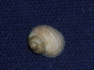 LITTORINA SAXATILIS SPECIAL COLOUR - Picture 1 of 2