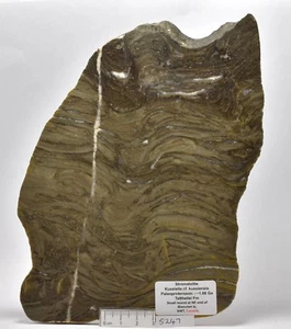 STROMATOLITE Kussiella cf. kussiensis, Paleoproterozoic, CANADA, S247 - Imagen 1 de 3