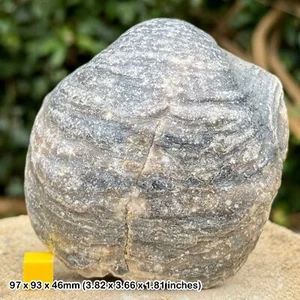 Gryphaea dilatata Fossil Giant Oyster | Jurassic Kimmeridge Clay Osmington - Picture 1 of 2