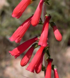 Penstemon EATON'S Red Hummingbird Perennial Beardtongue USA Non-GMO 200 Seeds! - Picture 1 of 8