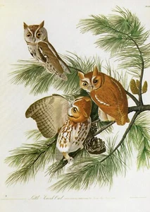Placa de libro 97 John James Audubon Birds Print Screech Owl - Imagen 1 de 2