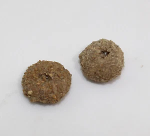 Seeigel, Psammechinus sp., Tertiär, Oligozän, Eckelsheim, Deutschland -b269 - Bild 1 von 5