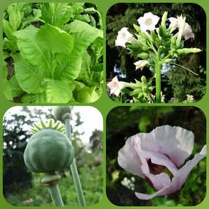 3 Sorten Tabaksamen 3x1000 + Schlafmohn 1000 Samen Tobacco & Poppy Seeds 2024 - Bild 1 von 9