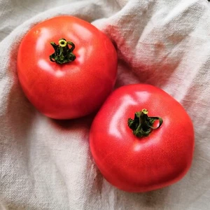Tomato Romano Burghanese 20+ seeds HEIRLOOM vegetable garden SPRING SUMMER easy - Picture 1 of 1