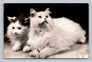 2 flauschige Katzen genießen den Tag - Postkarte aus Stockholm Schweden - Bild 1 von 2