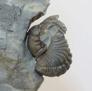 Trilobit, Flexicalymene retrosa, Ordovizium, Buford, Mount Orab, Ohio, USA -L814 - Picture 1 of 10