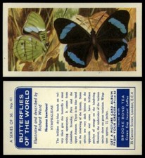 Nessaea Hewitsoni #41 Butterflies Of The World 1964 Brooke Bond Tea Card