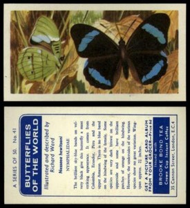 Nessaea Hewitsoni #41 Butterflies Of The World 1964 Brooke Bond Tea Card