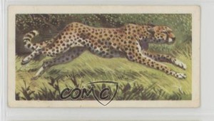 1962 Brooke Bond African Wild Life Tea Cheetah #11 0y5