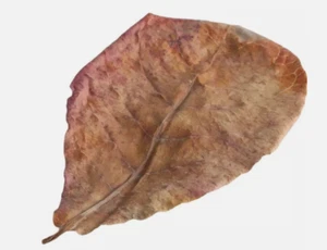 Whole Bay Leaves, Bay Leaf, Hoja de Laurel ca - Picture 1 of 3