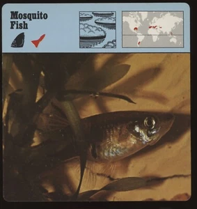 Tarjetas de safari para peces mosquitos para conocer peces - Imagen 1 de 1